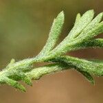 Anthemis tomentosa Leaf