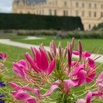 Cleome houtteana Flower