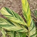 Alpinia zerumbet Blatt