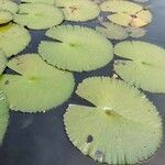 Nymphaea rubra Leaf