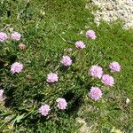 Armeria alpina Other