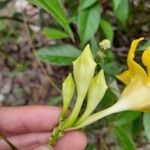 Mandevilla scabra Virág