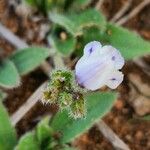 Craterostigma hirsutum Blüte