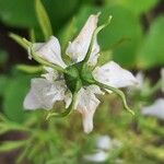 Nigella sativa Λουλούδι