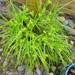 Carex lurida Blatt