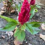 Celosia argenteaΛουλούδι