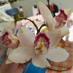 Cymbidium spp.Bloem