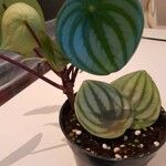 Peperomia argyreia Leaf