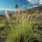 Pennisetum setaceum Hábitos