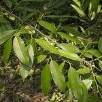 Annona papilionella Outro