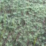 Aegilops geniculata Hábito
