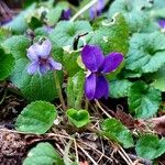 Viola odorata Çiçek