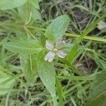 Epilobium roseum Kukka