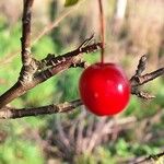 Prunus cerasusबार्क (छाल)