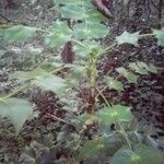 Ilex aquifolium 葉