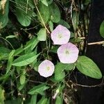 Convolvulus arvensisKukka