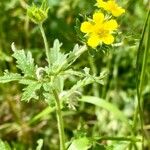 Potentilla intermedia Habit