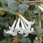 Osmanthus delavayi Blüte