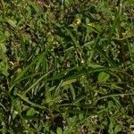 Caperonia castaneifolia Costuma