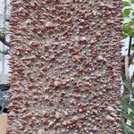Ceiba insignis Corteza