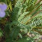 Polemonium pulcherrimum Leaf