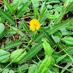Zornia latifolia Flor