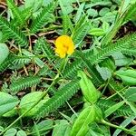 Zornia latifolia Bloem