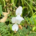 Tephrosia candida Blüte