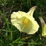 Narcissus bulbocodium 花
