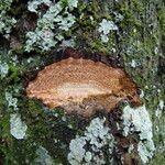 Picralima nitida Corteza