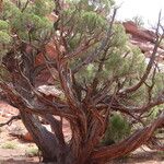 Juniperus osteosperma Corteza