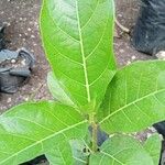 Ficus septica Fulla