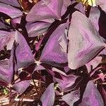 Oxalis triangularis Folla