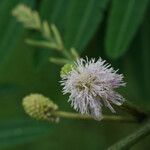Mimosa pigra Blomst