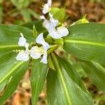 Commelina virginica 花