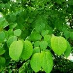 Cercidiphyllum japonicum 葉