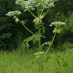 Heracleum mantegazzianum Levél