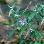 Caryopteris × clandonensis Yeri