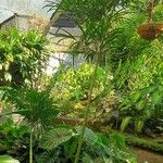 Cycas debaoensis Yaprak