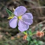 Pterolepis glomerata Blüte