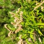 Penthorum sedoides Flower