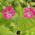 Nicotiana tabacum Blomma
