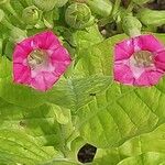 Nicotiana tabacum പുഷ്പം