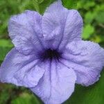 Ruellia tuberosa फूल