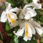 Coelogyne cristata Fleur