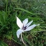 Gladiolus murielae Kvet