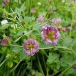 Trifolium grandiflorum Blomst