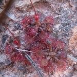 Drosera capillaris Flower