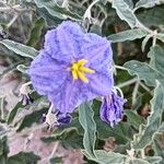 Solanum elaeagnifoliumBlüte