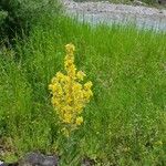 Verbascum lychnitisBloem